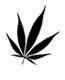 marijuana leaf marijuana leaf